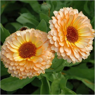 Lorvox Hybrid Calendula Seed(85 per packet)