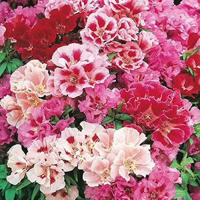 Infintegreen Godetia Flower Seed(100 per packet)