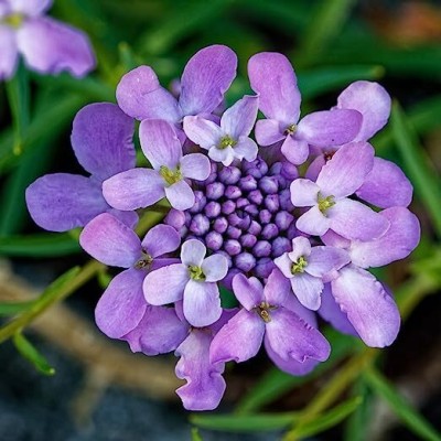 Lorvox Candytuft Pink/White Wildflower Seed(12 per packet)