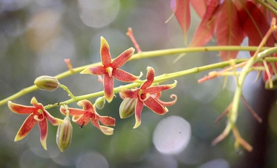 Qualtivate LX-50 China Almond / Java Olive Tree Seeds Seed(25 per packet)