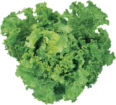 Qualtivate HYB-6A Green Ice Lettuce Seeds Seed(300 per packet)