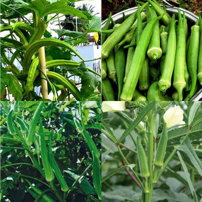 ibains Bhindi seed 11 Seed(11 per packet)