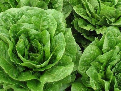 Avysa Batavia Lettuce Seed(150 per packet)