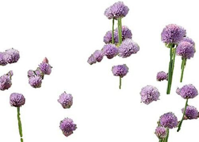 CYBEXIS XLL-1 - Hybrid Chives - (250 Seeds) Seed(250 per packet)