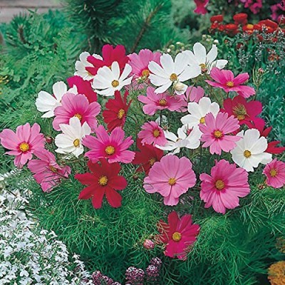 Lorvox COSMOS Seeds -DWARF PINK - Tolerates poor, dry soil - Easy to grow Flowers Seed(110 per packet)