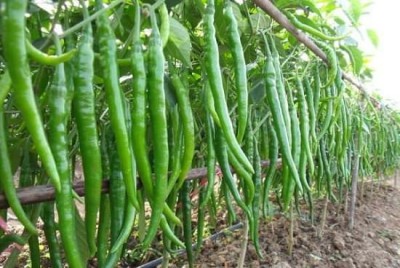 sporos GREEN CHILLI Seed(20 per packet)