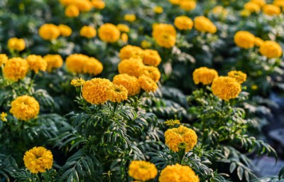 Ansaldo STS marigold,gende ka phool seeds Seed(20 per packet)