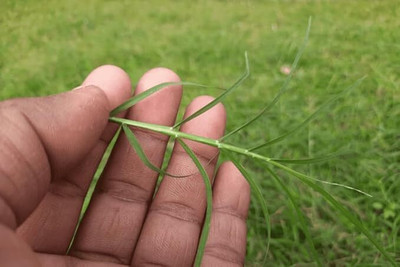 GREENSEA Indian Doob Grass, Lawn Grass, Scutch Grass Seed(7 g)