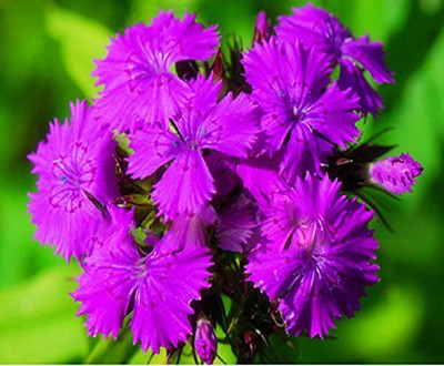 CYBEXIS Dianthus Spooky Flower Seeds Seed(50 per packet)