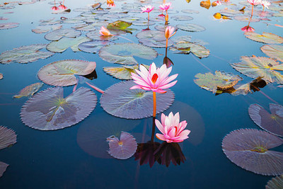 Sakuntala Hybrid Seeds lotus,kamal gatta Seed(11 per packet)