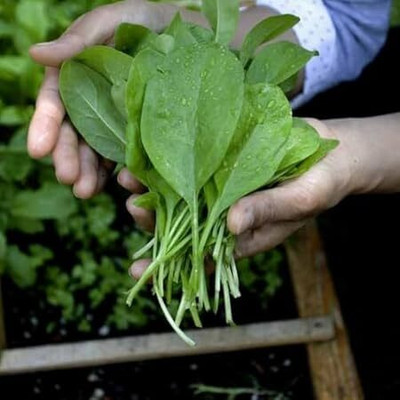 SRKR AGRO Palak Indian Spinach Palang Sag Seed Palak Seed Palak Beej Seed(200 per packet)