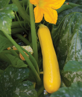 Qualtivate HUA-4A Butterstick Zucchini Summer Squash Seeds Seed(30 per packet)