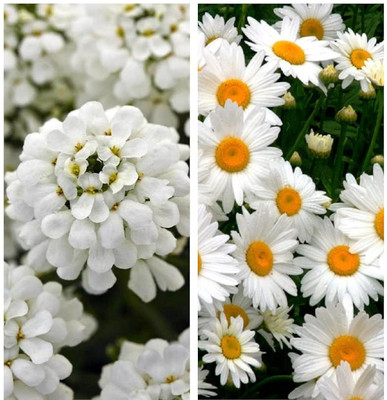 Aywal Candytuft Flower & Diasy Flower Seed(10 per packet)