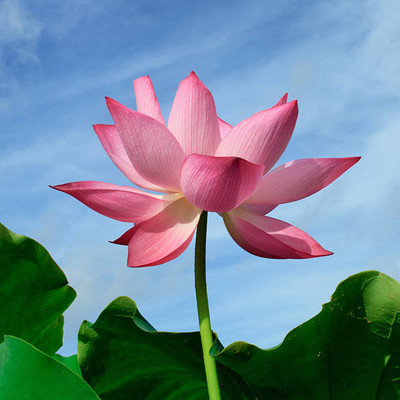Vinayak Pestisides lotus,kamal gatta Seed(11 per packet)