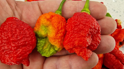 KNESSiN Disease-Resistant Reaper x Moruga Chilli Seeds For Planting-(1200 Seeds) Seed(1200 per packet)