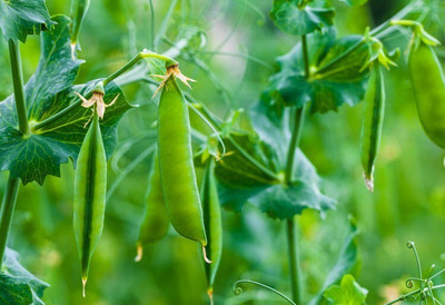 Quentova Green Matar Peas-IACR-5R Seed(300 per packet)