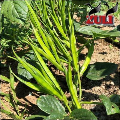 zuli Green cluster bean, Pack of 2 packet, Dolichos Seed(100 per packet)
