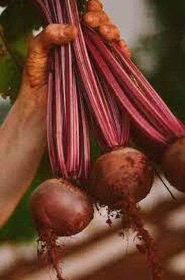 Weber Beetroot seed , chukandar seeds organic b33 Seed(105 per packet)