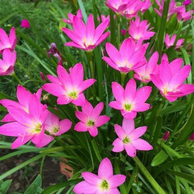 CYBEXIS VVI-89 - Pink Rain Lily - (60 Seeds) Seed(60 per packet)
