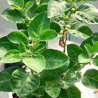 Aywal Ashwagandha Chetak Variety Herb Seed(20 per packet)