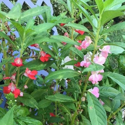 Lorvox Balsam Mix Hybrid Flower Seed(60 per packet)