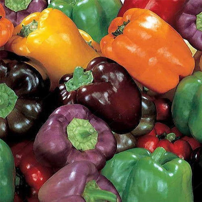 CYBEXIS F1 Hybrid Mix Capsicum Seeds2400 Seeds Seed(2400 per packet)