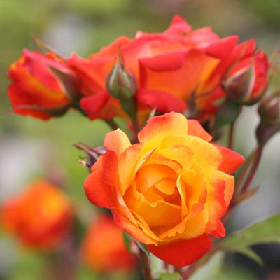 CYBEXIS XLR-6 - Climbing Rose - (100 Seeds) Seed(100 per packet)