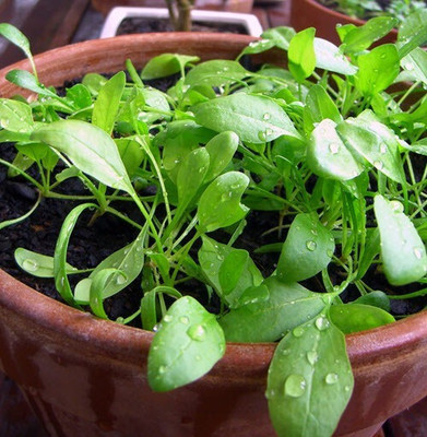 Cloud Farm Palak Seed(1100 per packet)