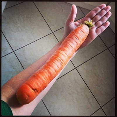CYBEXIS XLR-57 - Giant Red Carrot Sweet - (2250 Seeds) Seed(2250 per packet)