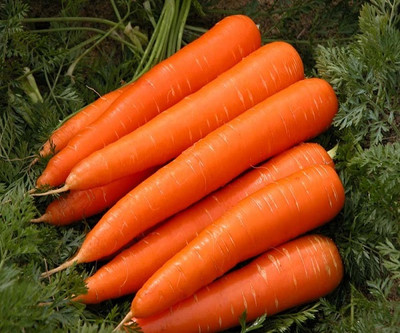 ZIFR विलायती गाजर Orange Carrot Seed(300 per packet)