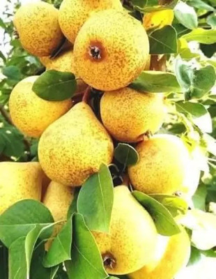 Aro Pear Seed(61 per packet)