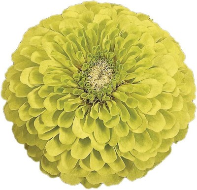 CYBEXIS GBPUT-44 - Envy Zinnia - (270 Seeds) Seed(270 per packet)