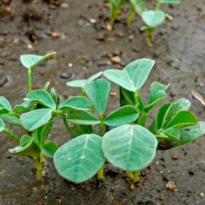 Aywal Organic methi dana - fenugreek seeds - trigonella foenum-graecum Seed(25 per packet)