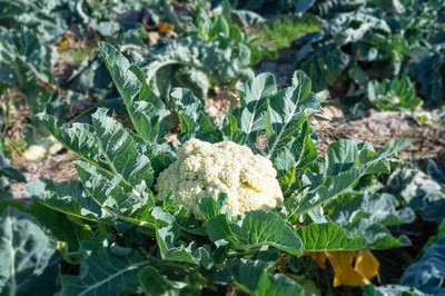 Greenfall Hybrid Phool Gobi F1 Seed(40 per packet)