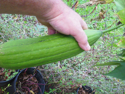 CYBEXIS TLX-24 - Hybrid Sponge Gourd - (100 Seeds) Seed(100 per packet)