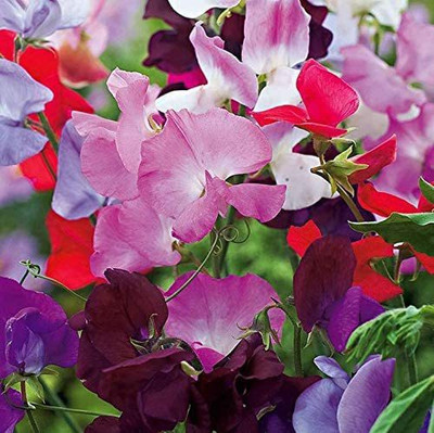 VibeX ® RXI-649 Mix Sweet Pea Flowers Seeds Seed(50 per packet)