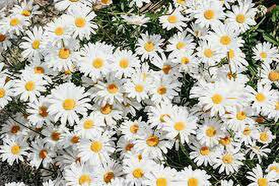 Paudha daisy white mix flower seed Seed(50 per packet)