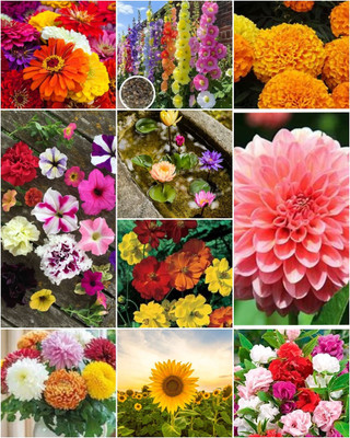 SEMINA VITA ™ 10 variety summer flower seeds combo Seed(169 per packet)