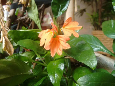 Oliver kanakambaram-firecracker-crossandra Seed(61 per packet)