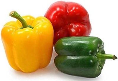 Qualtivate PUAS-6A Capsicum Rainbow Mix Seed(100 per packet)