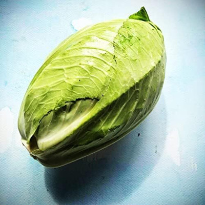 WILLVINE VMR -V Pointy Wakefield Cabbage Seeds [50g] Seed(15000 per packet)