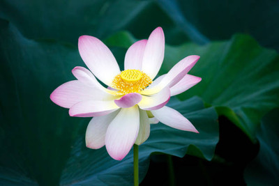 BHARAT JADI BOOTI lotus,kamal gatta Seed(10 per packet)