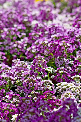 Avysa Sweet Alyssum Seed(50 per packet)