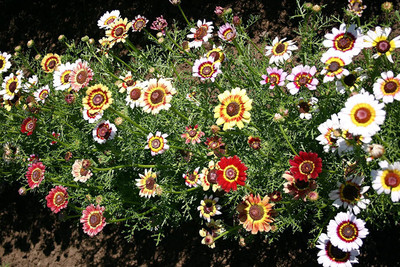 CYBEXIS XL-29 - Painted Mix Daisy Flower - (540 Seeds) Seed(540 per packet)
