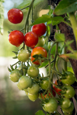 SILTON tomato Seed(90 per packet)