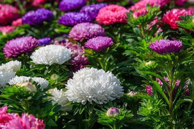 XOLDA Exotic aster Seed(45 per packet)