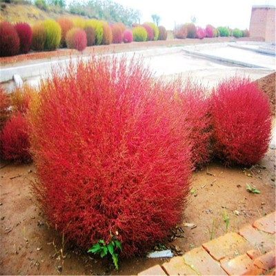 Aywal Kochia Broom Seedlings Peacock Pine Hybrid Seed(60 per packet)