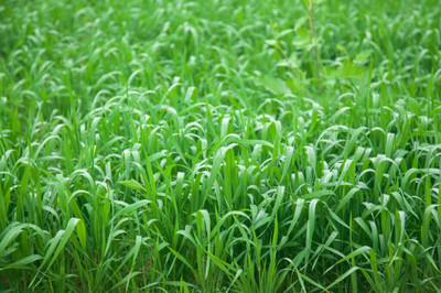 the green dotcom Cow Farming Grass Seed(1000 per packet)