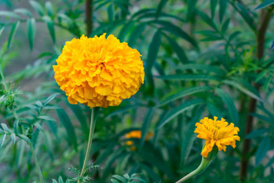 RRNURSERY marigold,gende ka phool Seed(30 per packet)