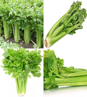 ibains Celery seeds beez 21 Seed(21 per packet)